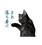 可愛い猫トリオ【三毛＆黒＆ハチワレ】（個別スタンプ：19）