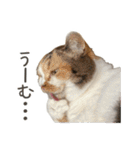 可愛い猫トリオ【三毛＆黒＆ハチワレ】（個別スタンプ：20）