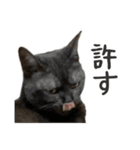 可愛い猫トリオ【三毛＆黒＆ハチワレ】（個別スタンプ：21）