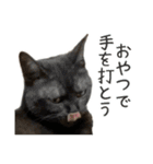 可愛い猫トリオ【三毛＆黒＆ハチワレ】（個別スタンプ：22）