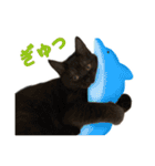 可愛い猫トリオ【三毛＆黒＆ハチワレ】（個別スタンプ：23）