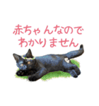可愛い猫トリオ【三毛＆黒＆ハチワレ】（個別スタンプ：24）