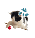 可愛い猫トリオ【三毛＆黒＆ハチワレ】（個別スタンプ：26）