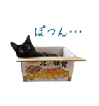 可愛い猫トリオ【三毛＆黒＆ハチワレ】（個別スタンプ：27）