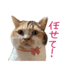 可愛い猫トリオ【三毛＆黒＆ハチワレ】（個別スタンプ：28）