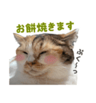 可愛い猫トリオ【三毛＆黒＆ハチワレ】（個別スタンプ：29）