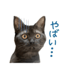 可愛い猫トリオ【三毛＆黒＆ハチワレ】（個別スタンプ：31）