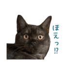 可愛い猫トリオ【三毛＆黒＆ハチワレ】（個別スタンプ：32）