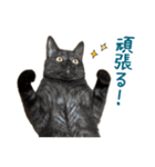 可愛い猫トリオ【三毛＆黒＆ハチワレ】（個別スタンプ：33）