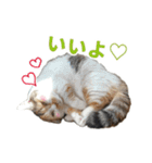 可愛い猫トリオ【三毛＆黒＆ハチワレ】（個別スタンプ：34）