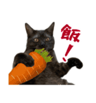 可愛い猫トリオ【三毛＆黒＆ハチワレ】（個別スタンプ：35）