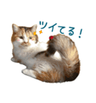 可愛い猫トリオ【三毛＆黒＆ハチワレ】（個別スタンプ：36）