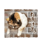 可愛い猫トリオ【三毛＆黒＆ハチワレ】（個別スタンプ：37）