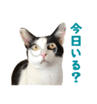 可愛い猫トリオ【三毛＆黒＆ハチワレ】（個別スタンプ：38）