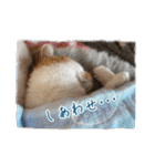 可愛い猫トリオ【三毛＆黒＆ハチワレ】（個別スタンプ：40）
