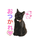 仲良しお友達にゃんこPart2（個別スタンプ：10）