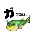 ワイルドfish（個別スタンプ：16）