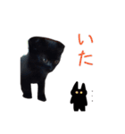 黒猫マメちゃん（個別スタンプ：20）