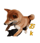 柴犬ゆしろう ネットスラング（個別スタンプ：1）