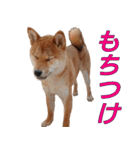 柴犬ゆしろう ネットスラング（個別スタンプ：2）