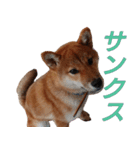 柴犬ゆしろう ネットスラング（個別スタンプ：14）