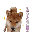 柴犬ゆしろう ネットスラング（個別スタンプ：18）