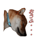 柴犬ゆしろう ネットスラング（個別スタンプ：19）