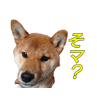 柴犬ゆしろう ネットスラング（個別スタンプ：20）