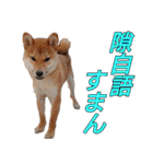 柴犬ゆしろう ネットスラング（個別スタンプ：24）