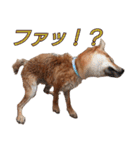 柴犬ゆしろう ネットスラング（個別スタンプ：26）