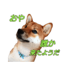 柴犬ゆしろう ネットスラング（個別スタンプ：28）