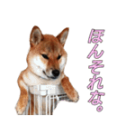 柴犬ゆしろう ネットスラング（個別スタンプ：30）