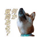 柴犬ゆしろう ネットスラング（個別スタンプ：31）