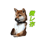 柴犬ゆしろう ネットスラング（個別スタンプ：33）