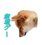 柴犬ゆしろう ネットスラング（個別スタンプ：34）