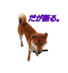 柴犬ゆしろう ネットスラング（個別スタンプ：38）