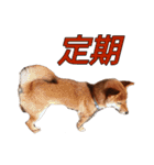 柴犬ゆしろう ネットスラング（個別スタンプ：40）