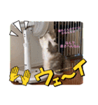 猫の大阪弁スタンプ（個別スタンプ：10）