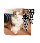 猫の大阪弁スタンプ（個別スタンプ：14）