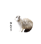 シュール(ANIMAL)（個別スタンプ：3）
