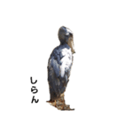シュール(ANIMAL)（個別スタンプ：5）