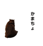 シュール(ANIMAL)（個別スタンプ：8）