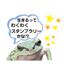 野生のカエル5【鼓舞する会話】（個別スタンプ：11）