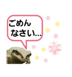 野生のカエル5【鼓舞する会話】（個別スタンプ：29）