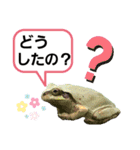 野生のカエル5【鼓舞する会話】（個別スタンプ：37）