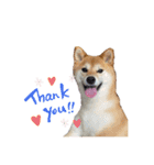 柴犬のころちゃんPart1（個別スタンプ：3）