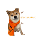 柴犬のころちゃんPart1（個別スタンプ：4）