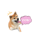 柴犬のころちゃんPart1（個別スタンプ：6）