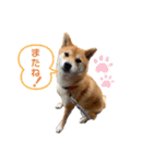 柴犬のころちゃんPart1（個別スタンプ：7）