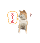 柴犬のころちゃんPart1（個別スタンプ：10）